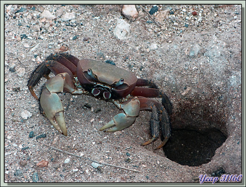 Crabe de terre devant son trou - Moorea, Polynésie française