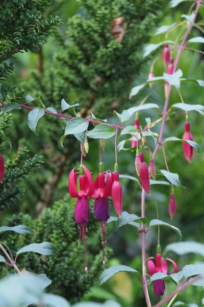 Fuchsia Ville de Rocquencourt