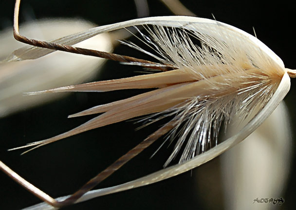 Cuisine : Céréales