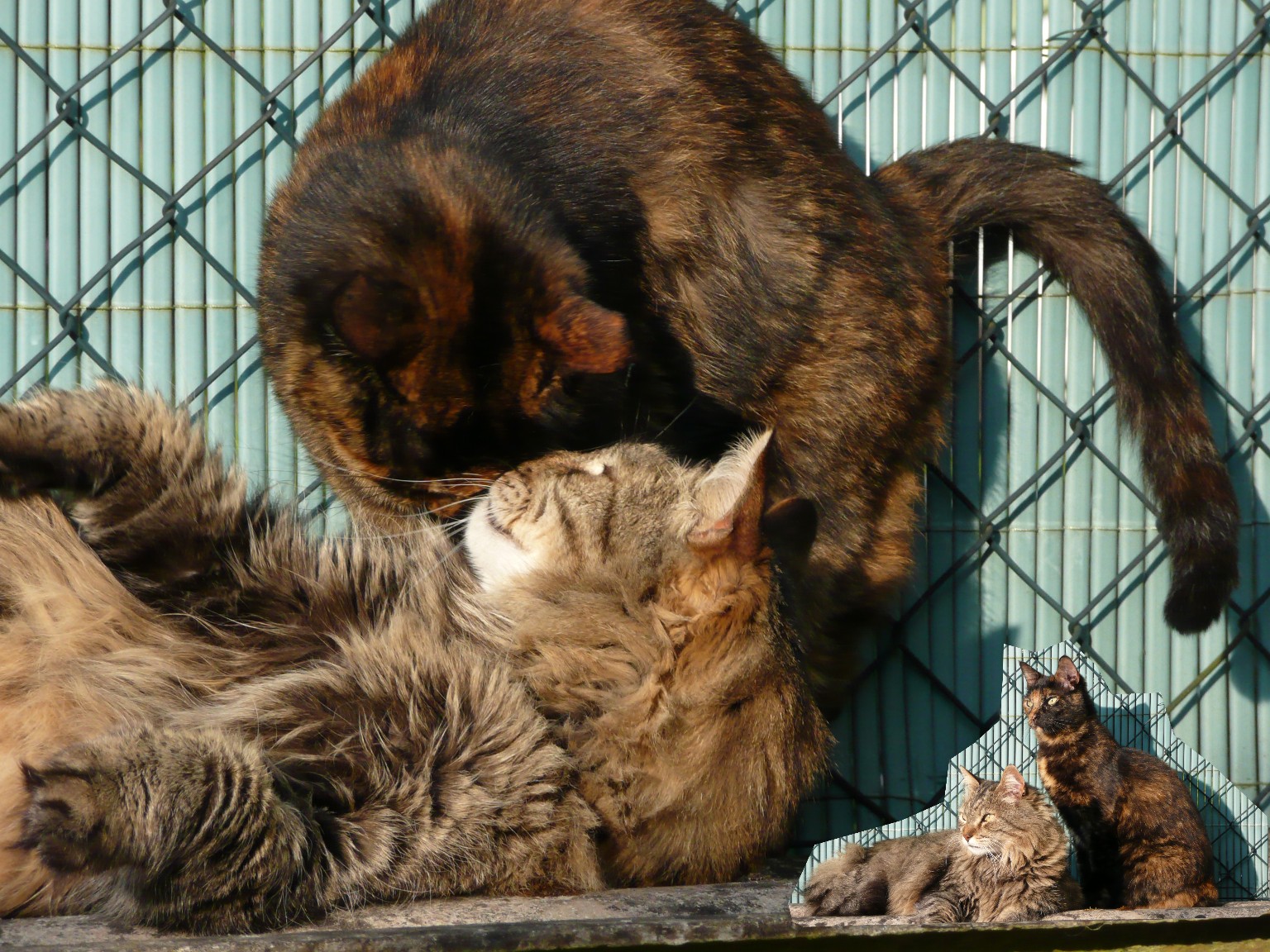 Saint valentin et chats 2014