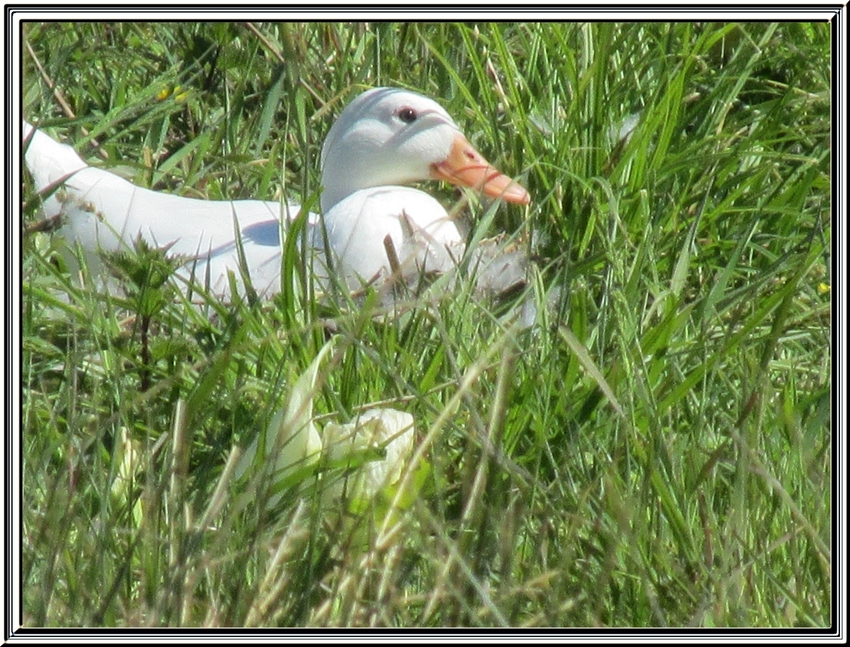 Une balade au parc de loisirs des prés  Valet (St Georges d'Oléron )