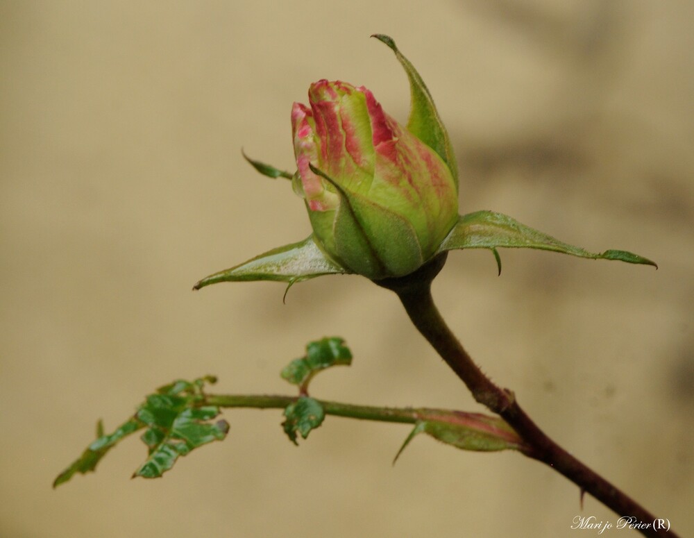 Le printemps avant l'heure