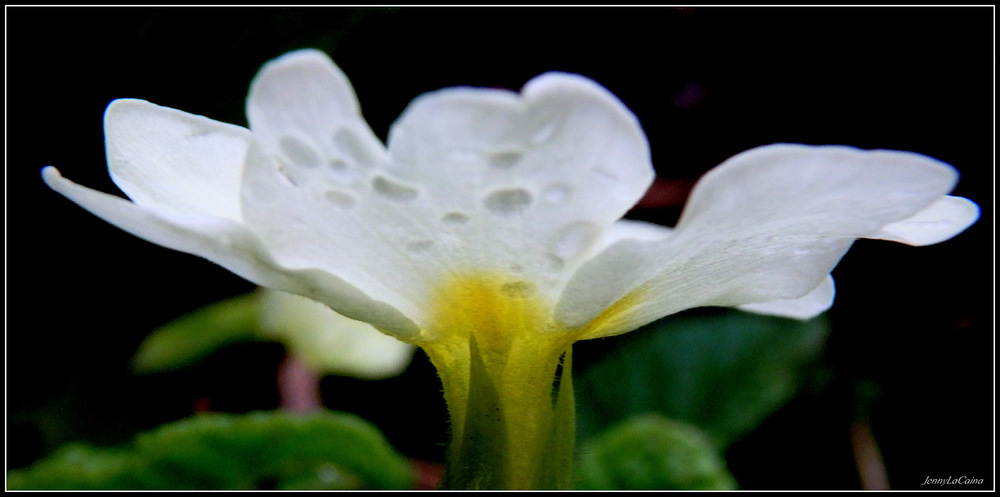 Début du printemps  