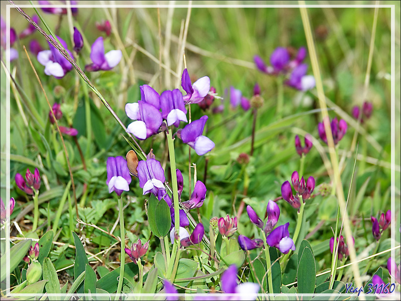 Fleur violette indéterminée : Lathyrus ou Adesmia - Lago Argentino - Patagonie - Argentine