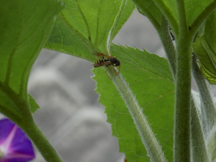 Les minuscules au jardin