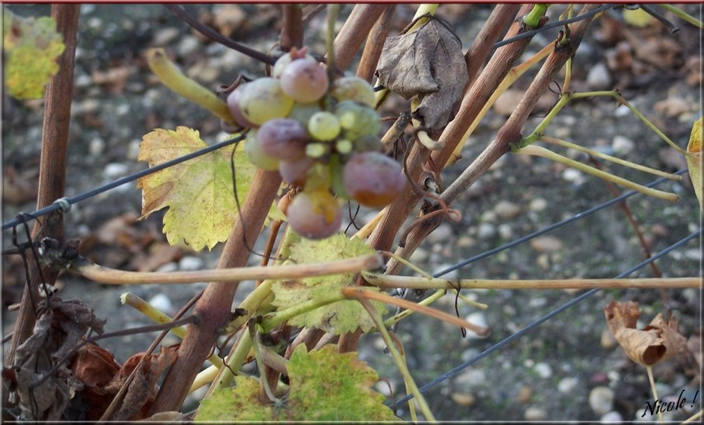  Allons dans les vignes ...