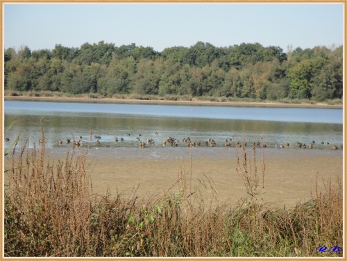 L'Etang du Gué de Selle.