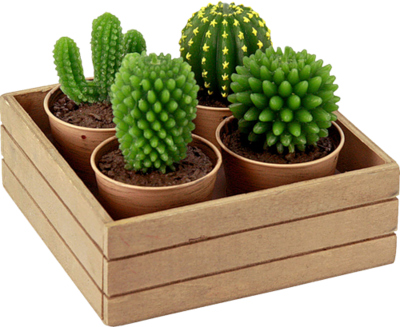 Cactus