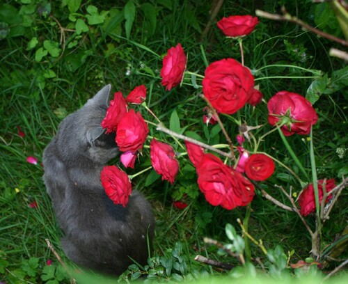 Plaisanterie sucrée: ça: chat, roses...