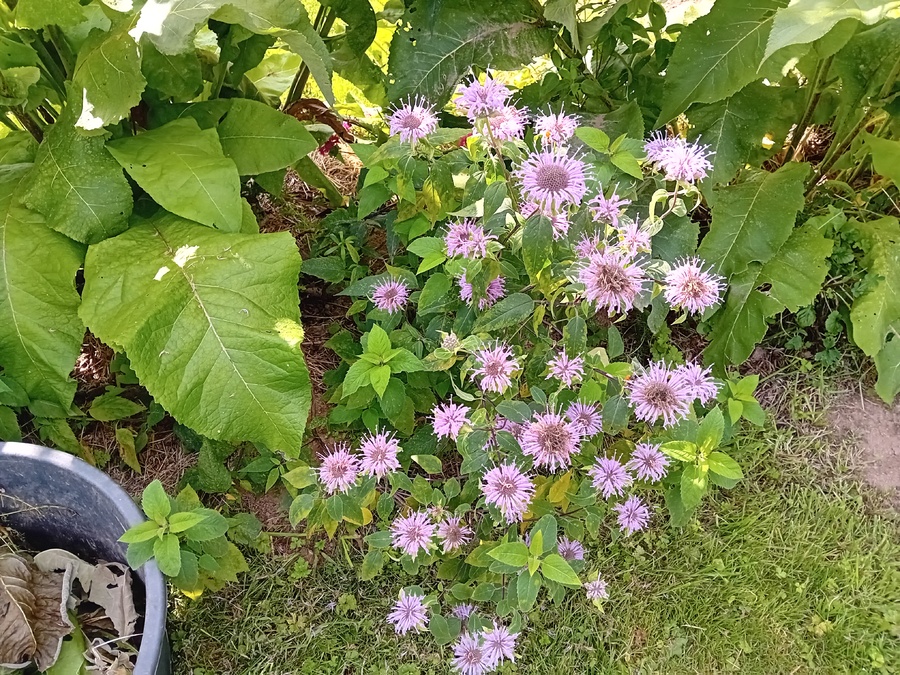  le relec et son potager 