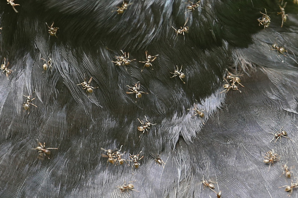 Le bain de fourmis