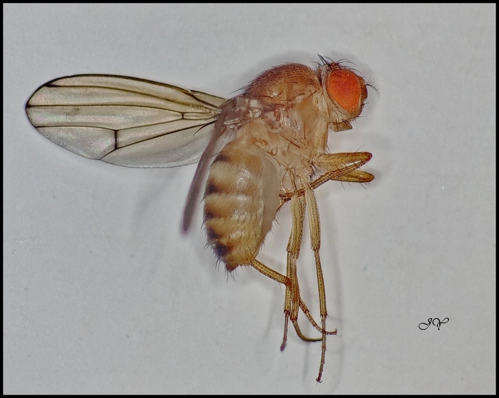 Drosophila immigrans.