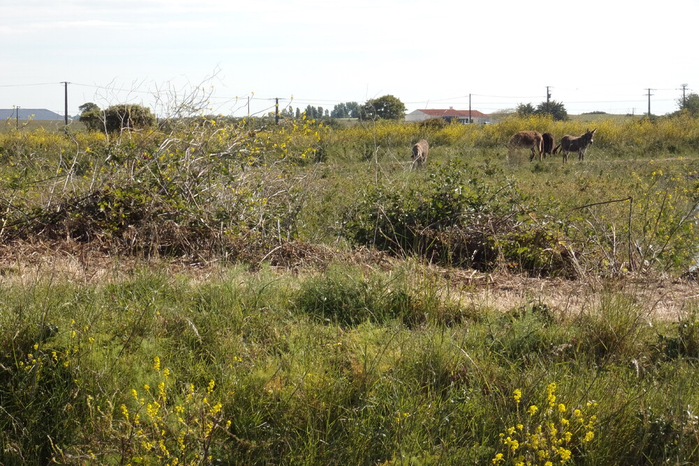 Les environs de Jard sur mer, balade dans les marais (1).