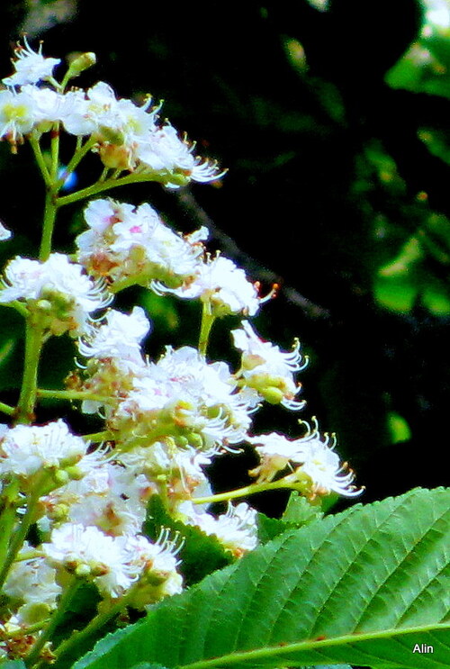 Jolies fleurs du marronnier 