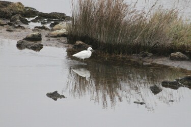 LE POLDER DE SÉBASTOPOL - NOIRMOUTIER