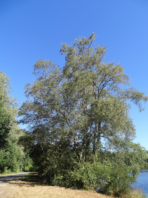 Etang de la forêt à Brandivy - Marcher dans la forêt