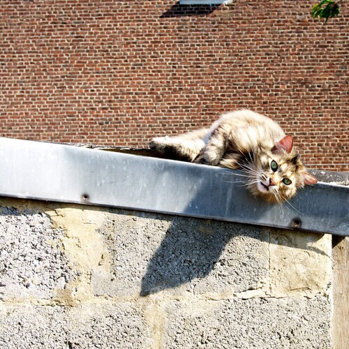 08 - Des chats sur les toits
