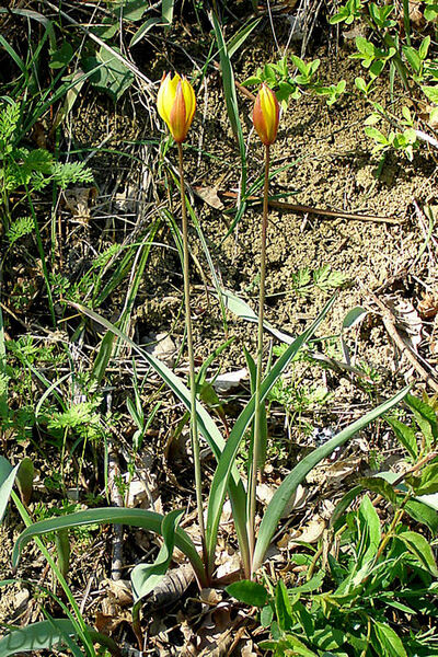Tulipa sylvestris subsp. australis - tulipe du Midi