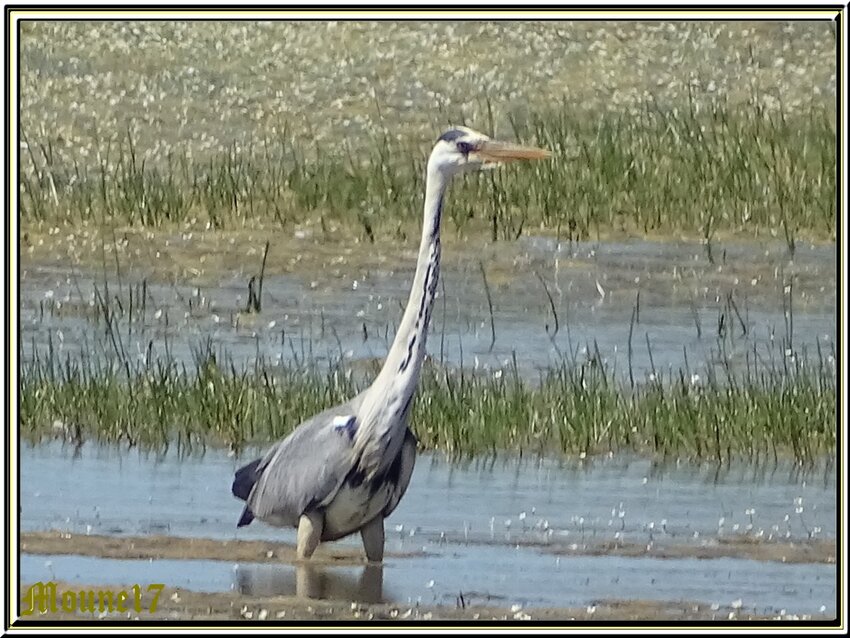 Balade dans les marais de Brouage (17)