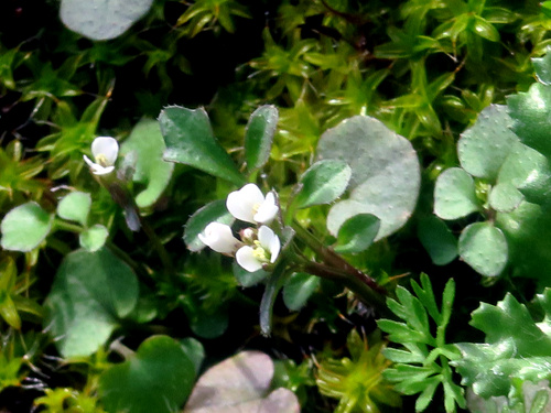 Draba verna, la drave printanière