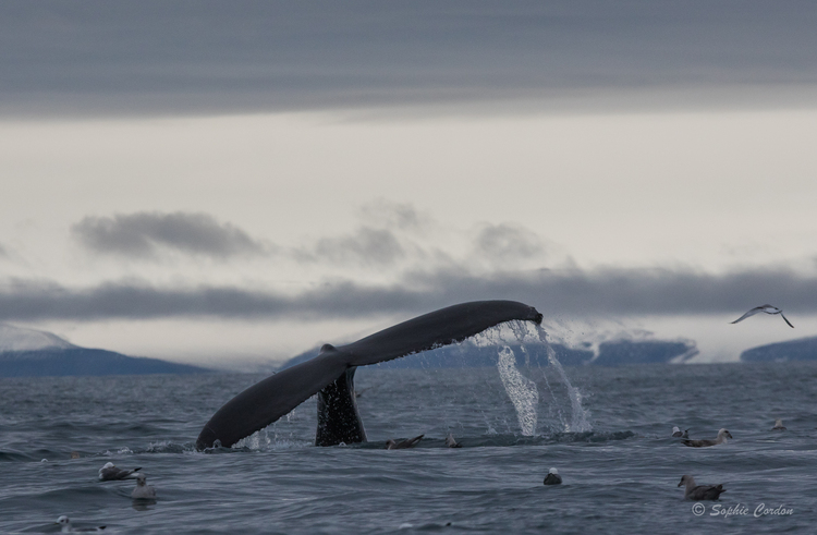 La fin des baleines photographiées du bateau... mais