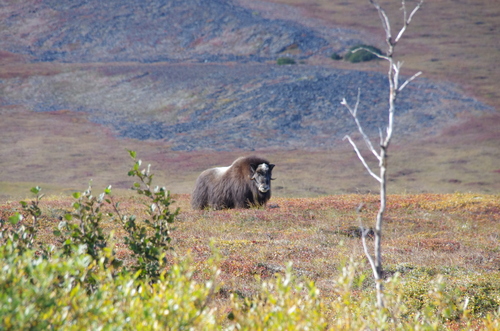 Jour 7 - Nome, Kangarok road