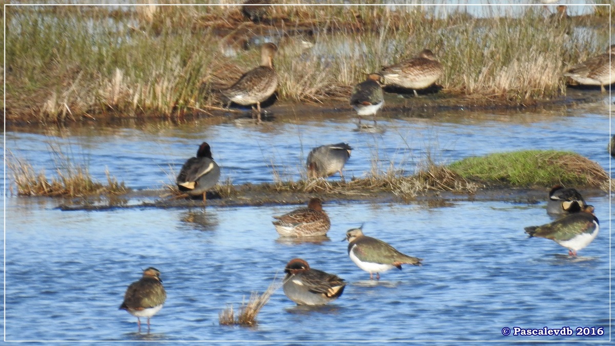 Réserve ornitho du Teich - Décembre 2016 - 9/13