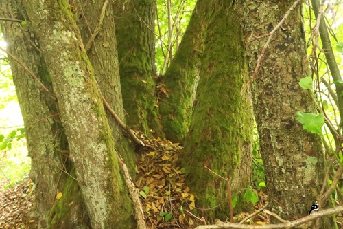 Arbre moussu 