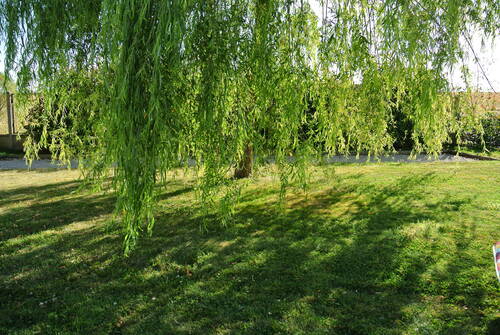 Mon jardin l'été