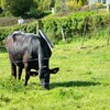 4éme jour une vache NOIRE