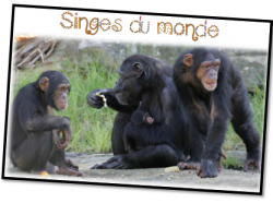 Jeux de français Cycle 2