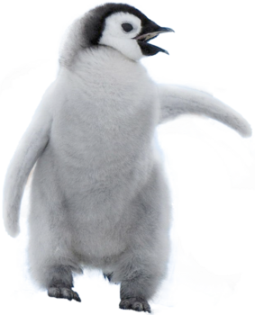 pingouin 1