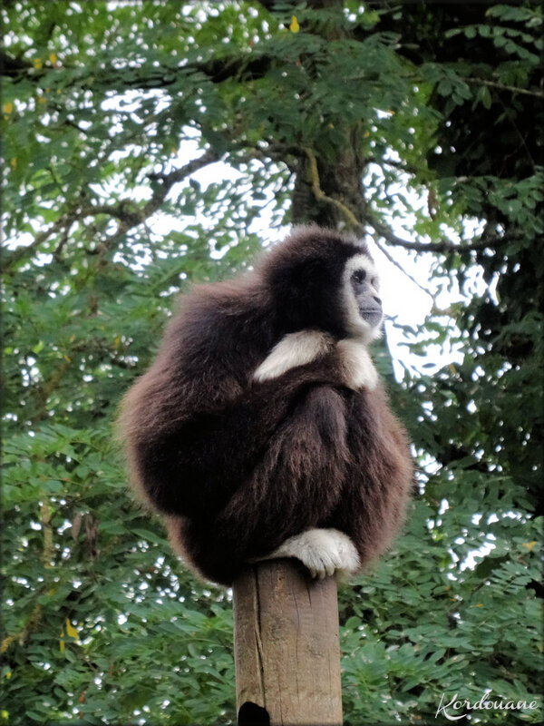 Gibbon à mains blanches (Zoo de Doué la Fontaine)