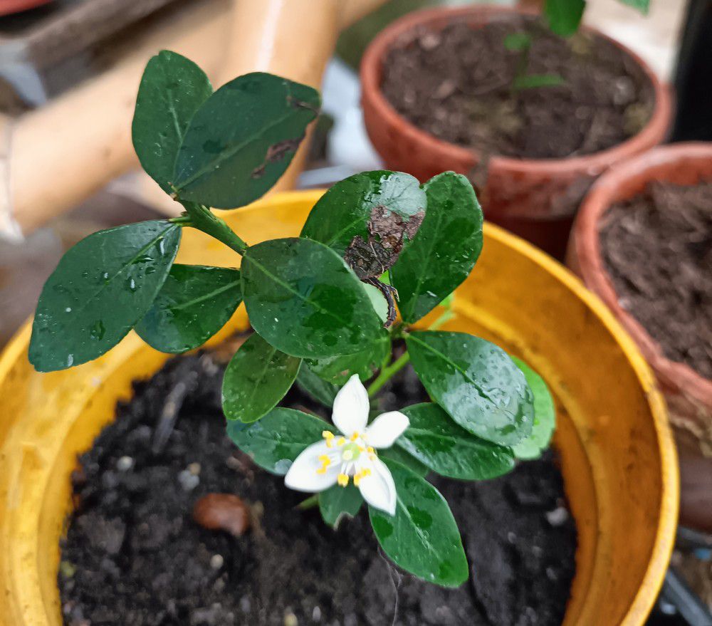 Des fleurs sur mes boutures de citronniers...