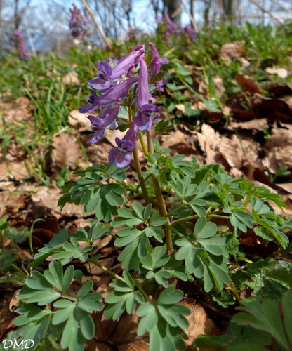 Corydalis solida  -  corydale à bulbe plein