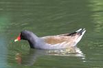 Oiseaux