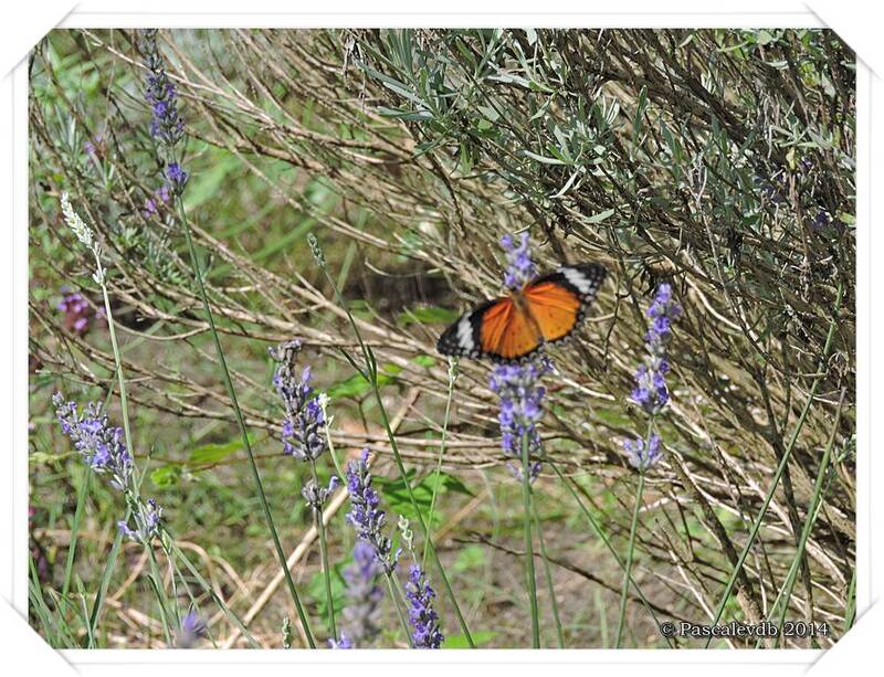 Au Paradis du Papillon à Sanguinet - 4/10