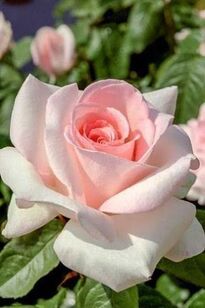 Pin by Göttingen Becker on Szép Rózsák | Beautiful flowers, Hybrid tea roses,  Fragrant roses