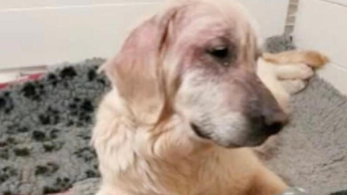 Amber était très enceinte quand elle a été découverte seule, abandonnée dans un champs. La pauvre chienne avait vécu des heures très sombres.   Un bon timing  La pauvre chienne était malade et affamée