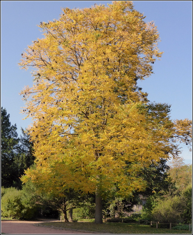 Balade automnale au Parc de la Tête d'Or à Lyon...hier.