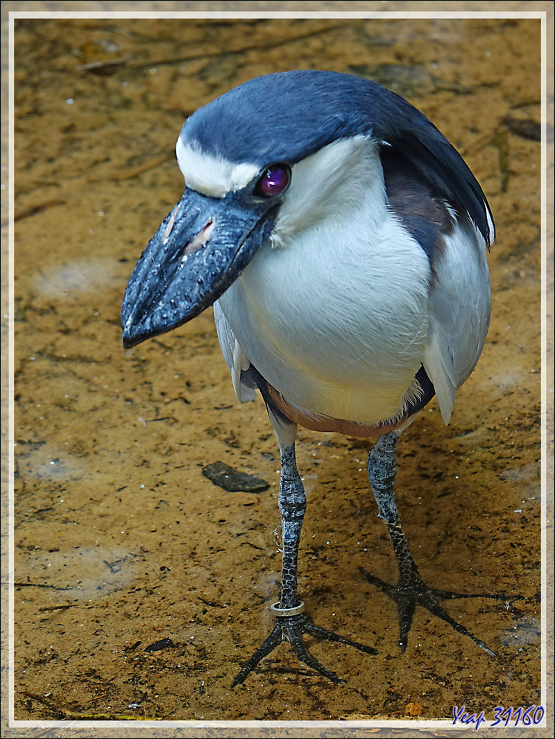 Héron au "bec en bateau", le Savacou huppé, Boat-billed heron (Cochlearius cochlearius) - Parque das Aves - Foz do Iguaçu - Brésil