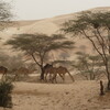 Mauritanie En bas de la Passe de Néga