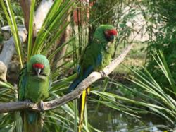 zoo African Safarie