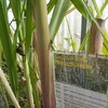 Domaine de GAZANIA les fleurs