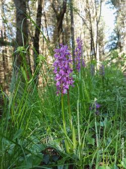 Week-end Ardèche des 15 et 16/06/2019