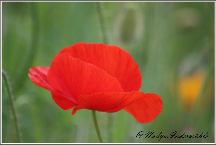 Gentil coquelicot ...