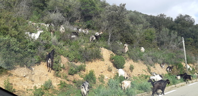 Centre Corse  - Piana - Marignana