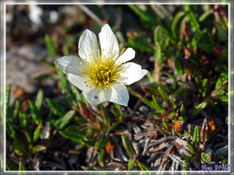 Dryade à feuilles entières, Mountain avens, Malikkaat (Dryas integrifolia) - Craig Harbour - Ellesmere Island - Nunavut - Canada