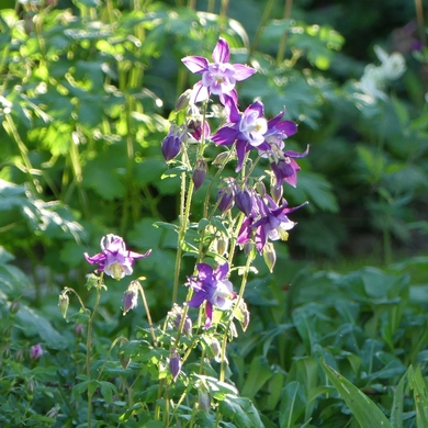 Voici le mois de mai où les fleurs volent au vent...