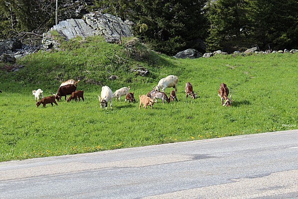 troupeau de chèvre